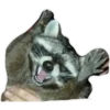 Habēmus Raccoon 24
