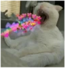 Cats 28