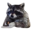 Habēmus Raccoon 25