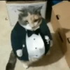 kitty 28