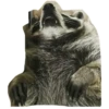 Habēmus Raccoon 26