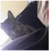 Cats 29