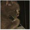Cats 30