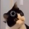 kitty 30