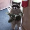 Gatinhos da Mand 30