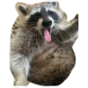 Habēmus Raccoon 29