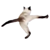 wat 12