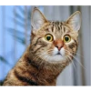 catsboom 5