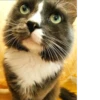 catsboom 6