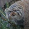 Manul 5