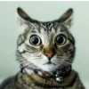 catsboom 7
