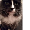 catsboom 8