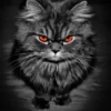 catsboom 9