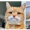 catsboom 10