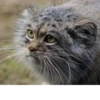 Manul 6