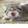 Manul 7