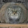 Manul 8