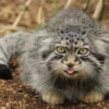 Manul 9
