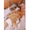 catsboom 11