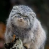 Manul 10