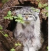 Manul 11