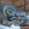 Manul 12