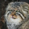 Manul 13