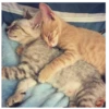 catsboom 13