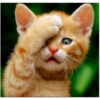 catsboom 14
