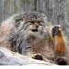 Manul 14