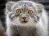Manul 15