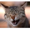 catsboom 15