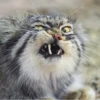 Manul 17