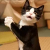 catsboom 17