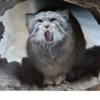 Manul 18