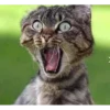 catsboom 18