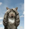 catsboom 19