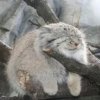 Manul 19