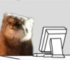 Manul 20