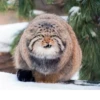 Manul 21