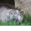Manul 22