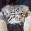 Manul 23