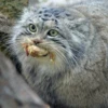 Manul 24