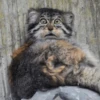 Manul 25
