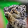 Manul 26
