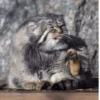 Manul 27