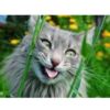 catsboom 21