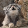 Manul 28