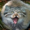 Manul 29