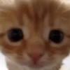 Стики 9746 из @Anonymnyi_chat_bot 30